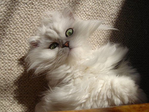 Коты, кошки, котята
