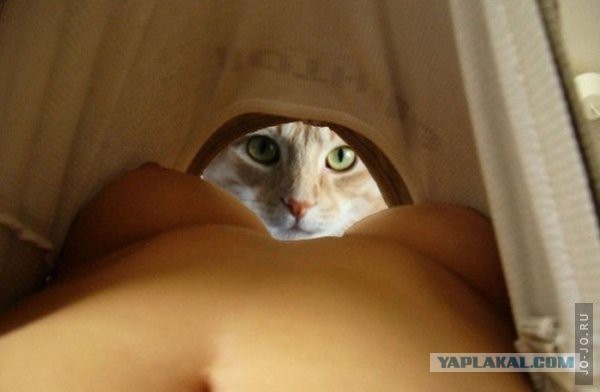 Коты в засаде