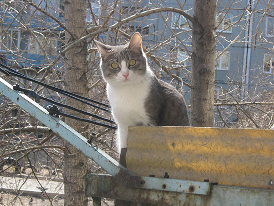 Котовторник  01.03.2016