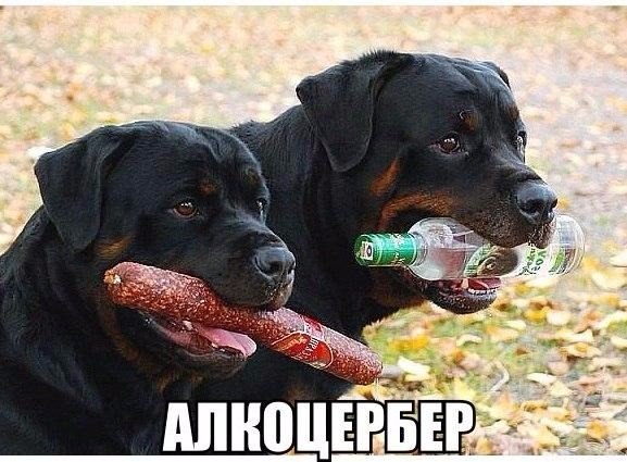 Мохнатые беспредельщики