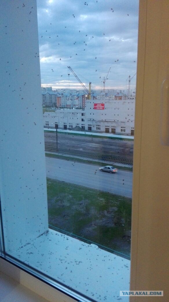 Клопоапокалипсис в Барнауле