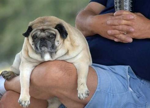 Мопсы - забавная порода собак!