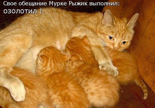 Прикольные животные