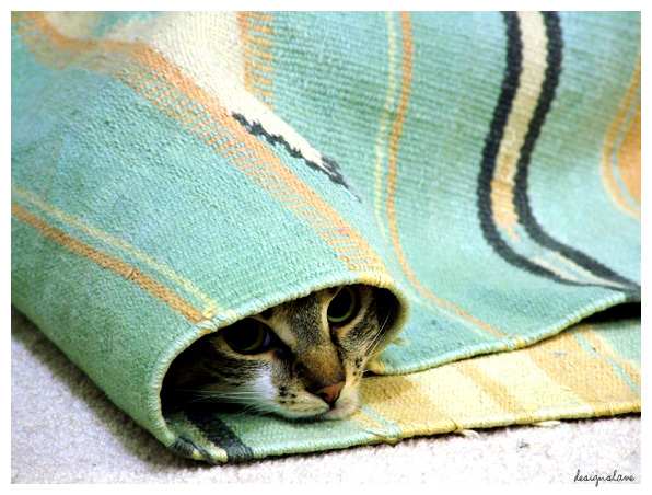 Котомет во вторник (11.12.2007)