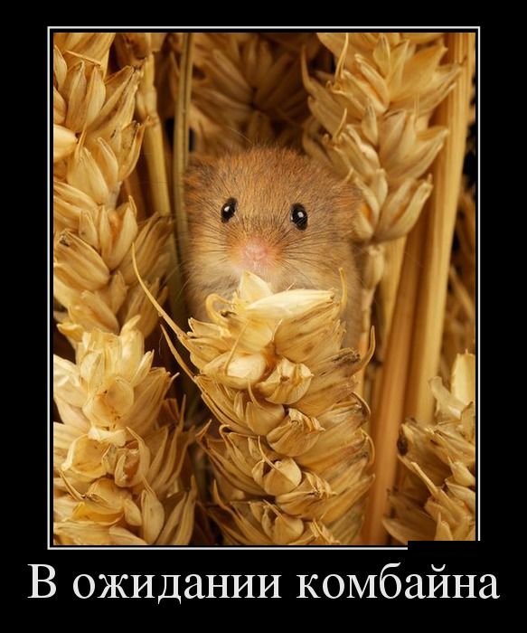 Есть смешные (картинки)