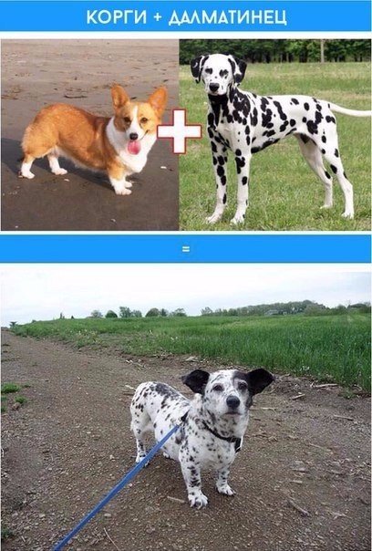 Прикольные животные