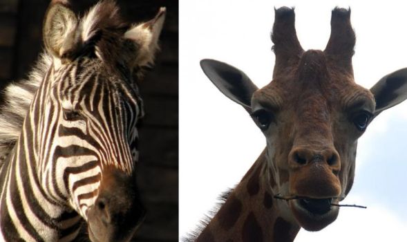 Жираф и зебра (3 фото)