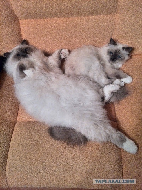 Кошачьи сны