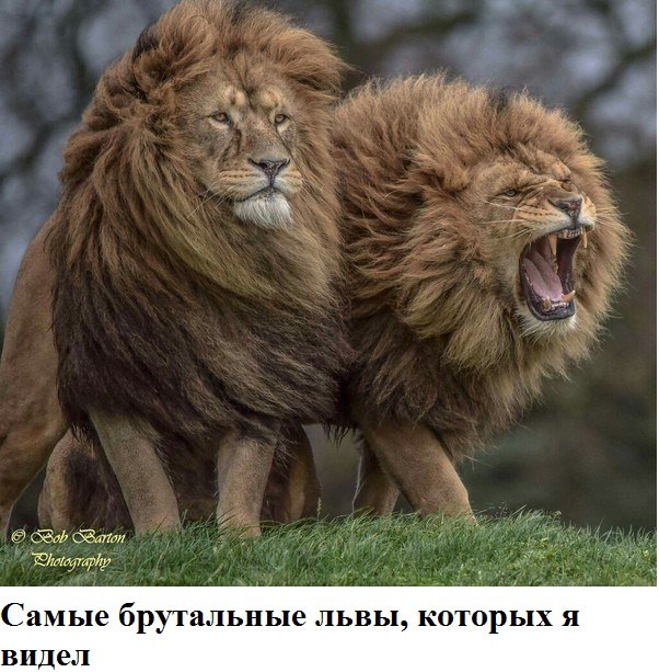 Подборка фот из этих Ваших интернетов