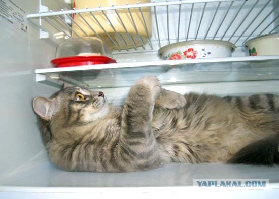 Неправильный кот