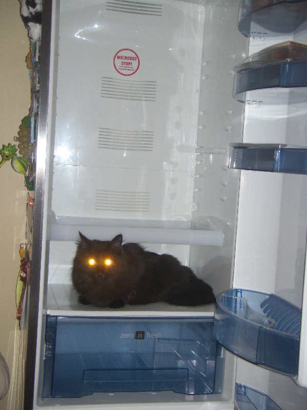 Коты и Кошки