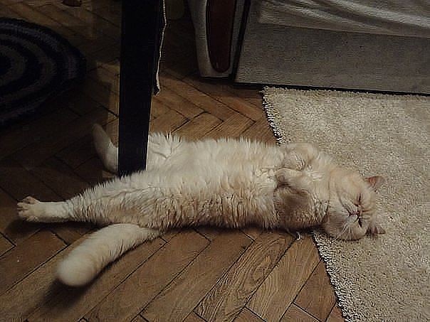 Котовторник 20.06.2017