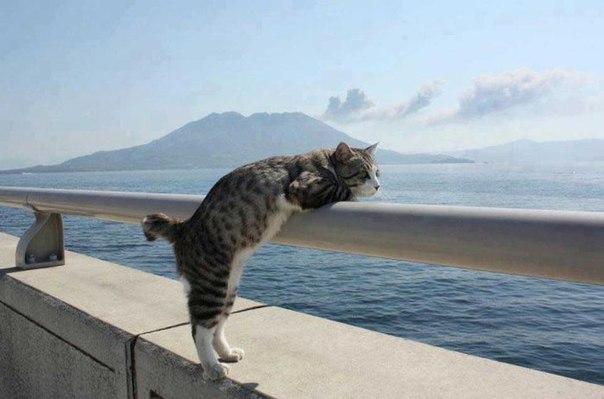 Коты и Кошки