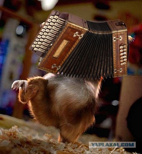 Пивной ниндзя