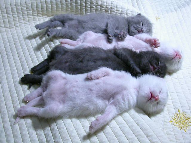 Котовторник на ЯПлакалъ 08.07.2008
