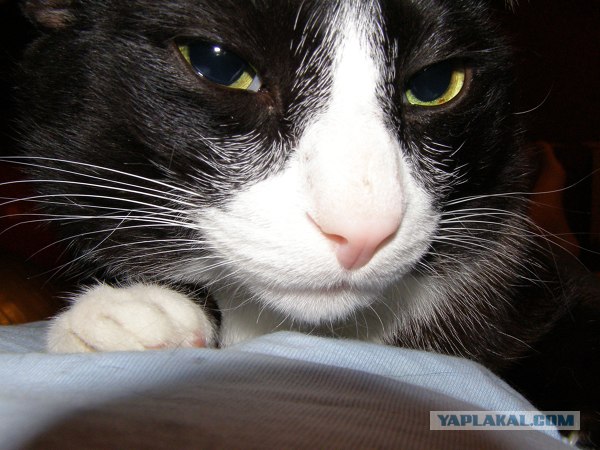 Котовторник на ЯПе