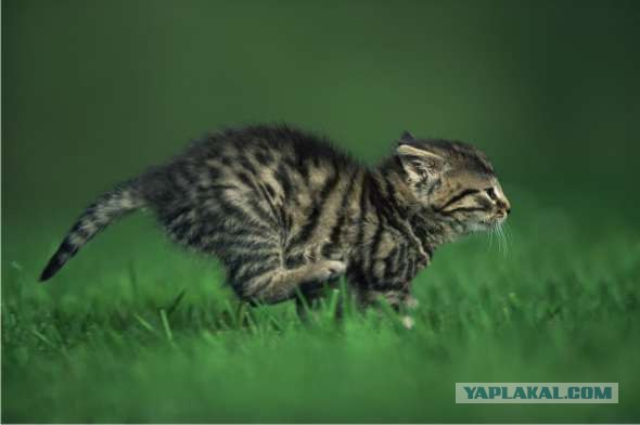 Lolcats - котовторник 33 лолокота!