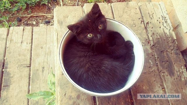 Почему кошки так любят коробки?