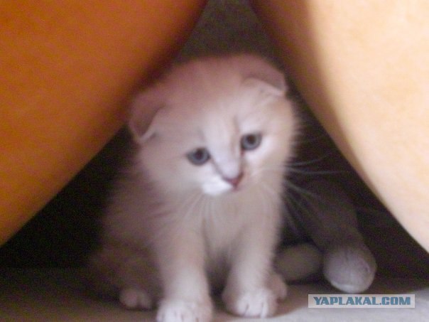 А вот и мы: котятовторник!