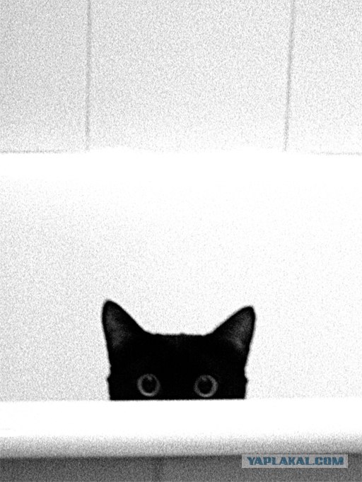 Котейкин вторник! Космический 12.04!