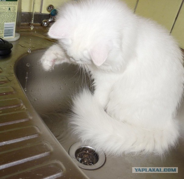 Котовторник в "КотоГетто"