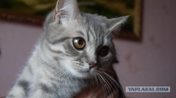 Котовторник 1.11.11