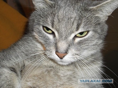 Котовторник!
