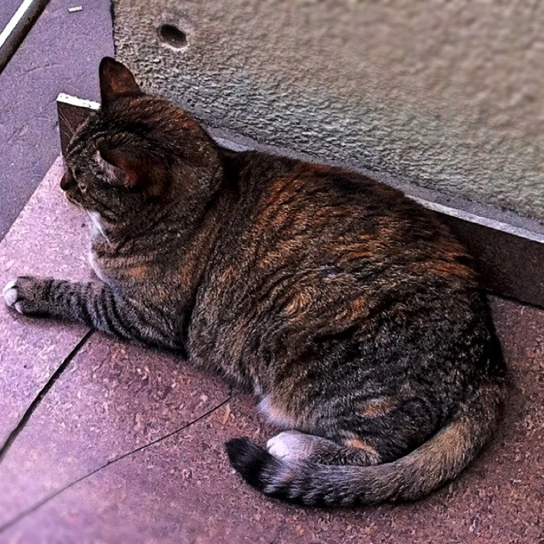 Котовторник 06.12.2011