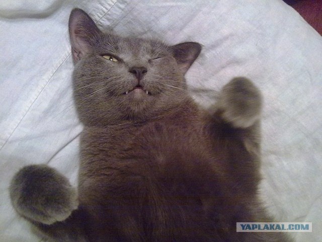Котовторник 24.04.2012