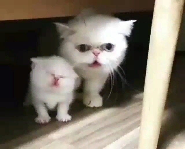 Забавные фото котеек
