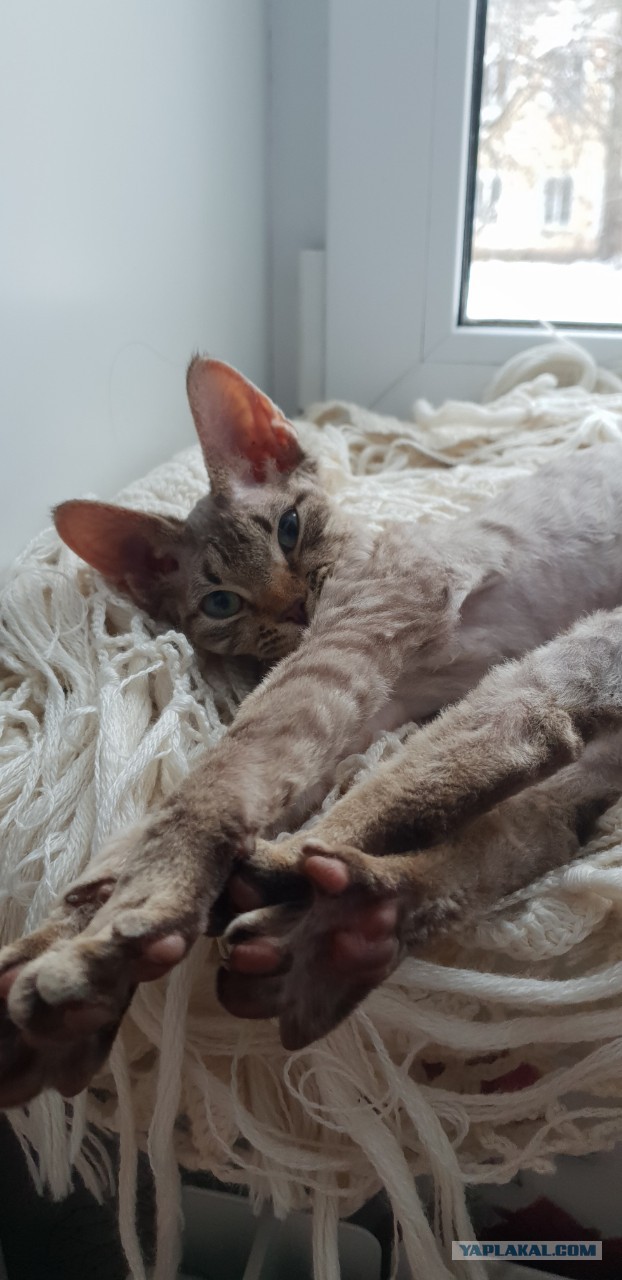 С Днём кошки!
