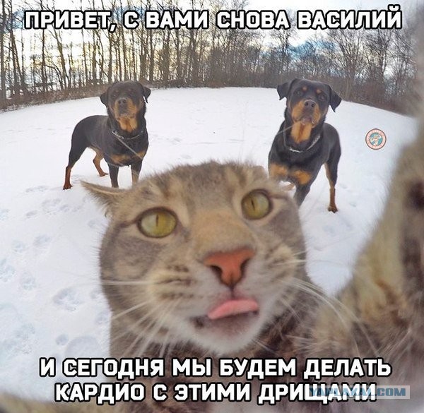 Жестокое нападение ротвейлера на рыжего кота