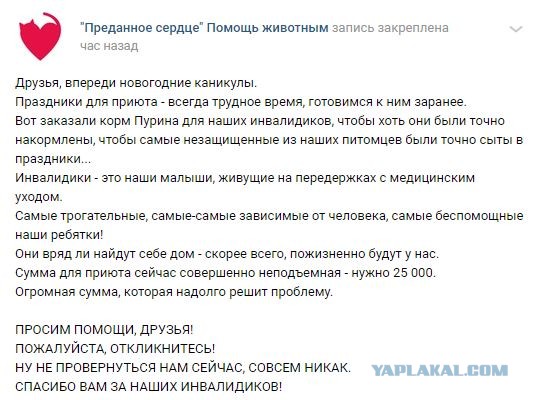 Помогите вернуть кота! Приют "Преданное сердце" украл кота и не отдает!-2