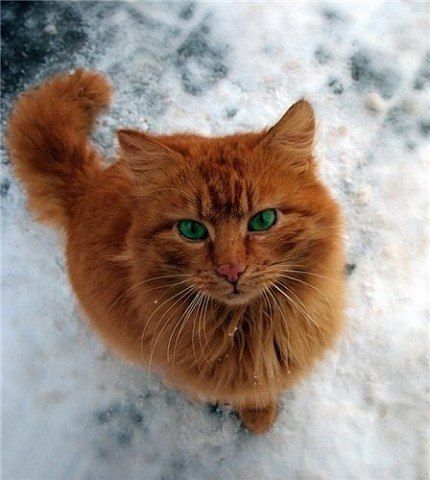 Забавные картинки с котами из сети