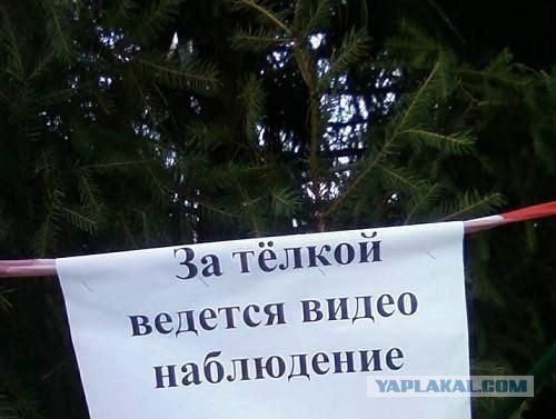 ёлки идем резать?