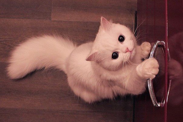 Эти забавные животные