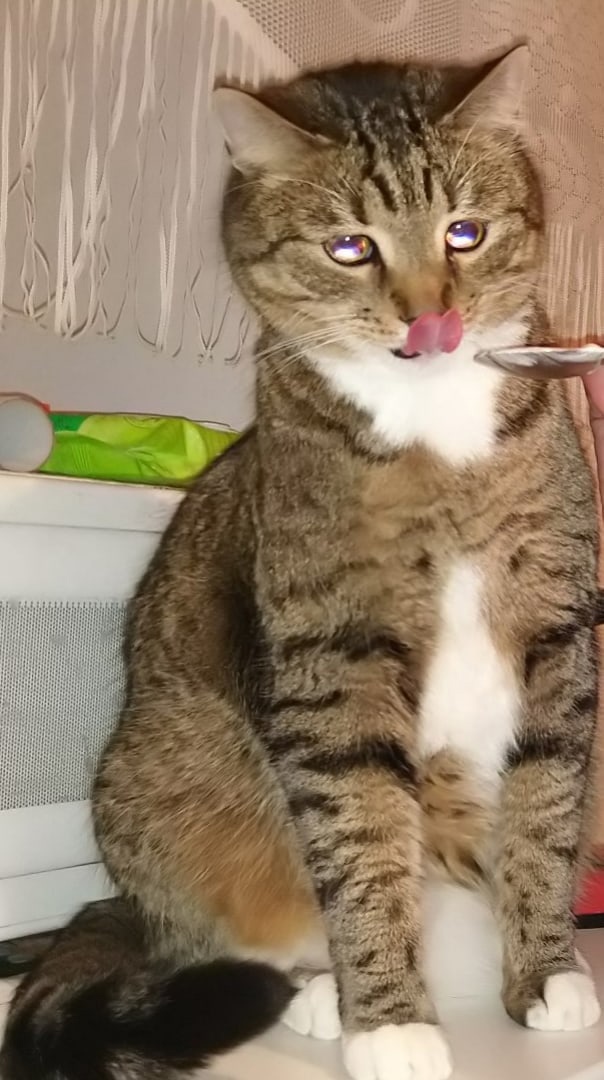 Кошки , кошечки, котяры 14.03.21