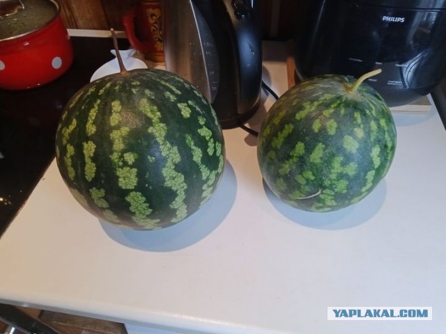Эта дача меня никогда не доканает