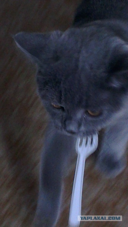 Котовторник 09.04.2013