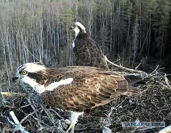 Онлайн трансляция из гнезда Kalakotkas