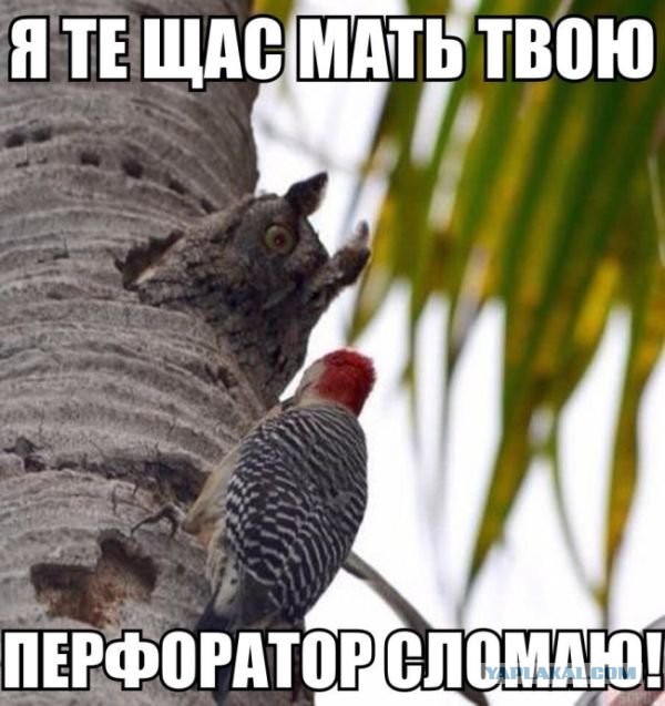Дятел