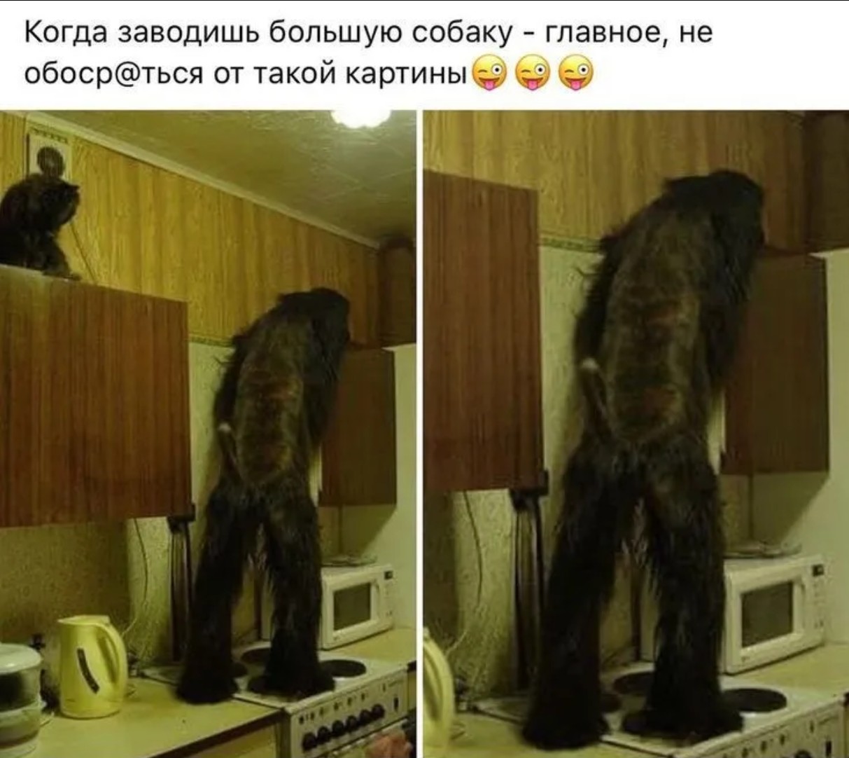 https://s00.yaplakal.com/pics/pics_original/4/9/0/20028094.jpg