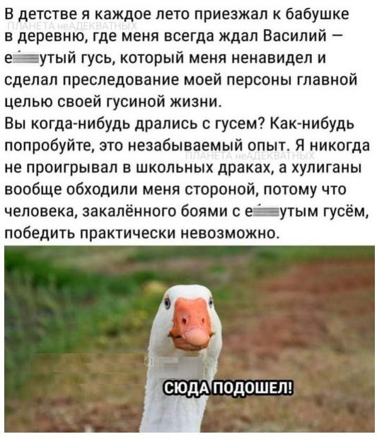 Гусиная тема
