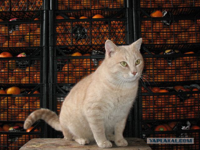 Котовторник 22.10.2013