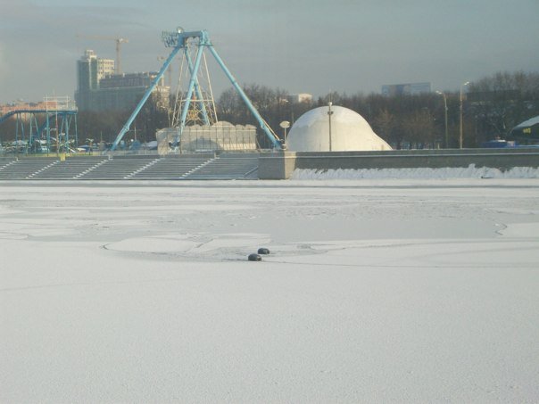 Тюлени в Москве