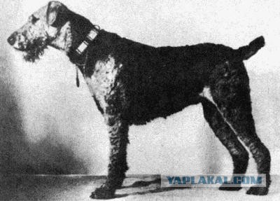 О, my dog