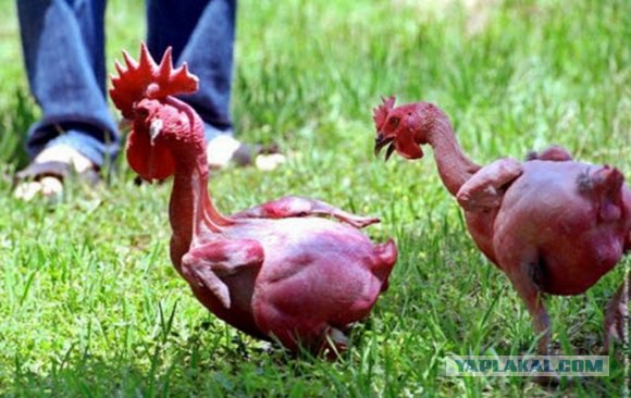 Украинский "Беркут" будет работать в МВД России