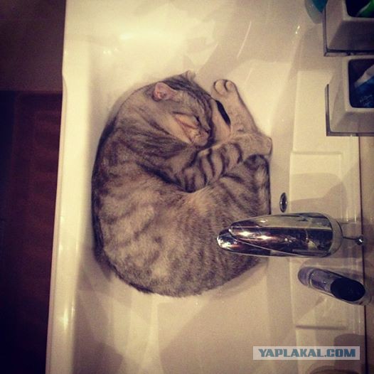 Котовторник 04.03.2014