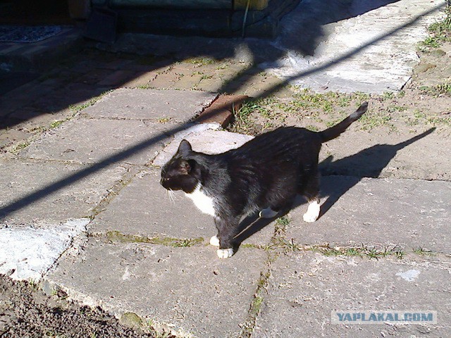 Котовторник 22.07.14