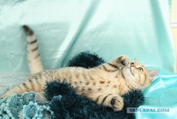 Что с Барскиом было